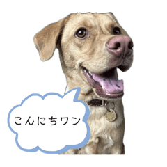 [LINEスタンプ] ルカわんわんスタンプ