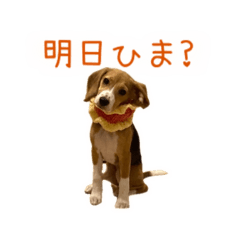 [LINEスタンプ] #毎日コニーちゃん
