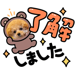 [LINEスタンプ] トイプーファミちゃんの日常会話②