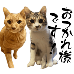 [LINEスタンプ] まよちゃんちの動物さん達 シンプル