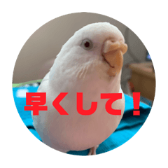 [LINEスタンプ] はくちゃんのLINEスタンプ