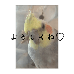 [LINEスタンプ] おこめ（オカメインコ）第三弾