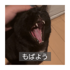 [LINEスタンプ] 怠惰猫（字幕付き）