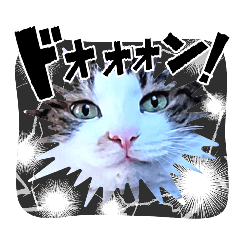 [LINEスタンプ] うちの三毛＆黒猫♪②