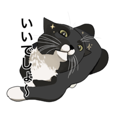 [LINEスタンプ] うち猫『うに太』