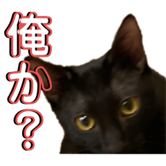 [LINEスタンプ] お酒とネコ好きな日常会話11