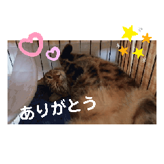 [LINEスタンプ] ネコネコ！I love youナナP