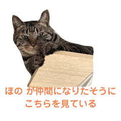 [LINEスタンプ] 【猫】天とほののスタンプ 拡大版