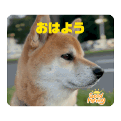 [LINEスタンプ] 柴犬・朔