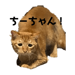 [LINEスタンプ] ちぃゆすたんぷ！