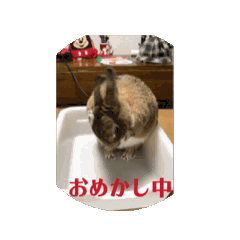 [LINEスタンプ] 動くちゃっちゃん