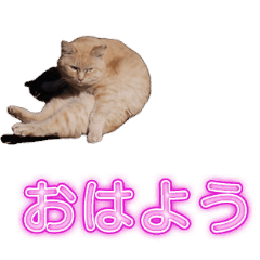 [LINEスタンプ] 使いやすい！ネコレーザービーム