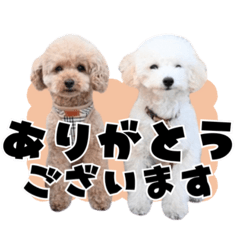 [LINEスタンプ] トイプードルのめいもこ〜家事・日常編〜