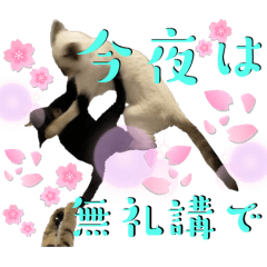 [LINEスタンプ] お酒とネコ好きな日常会話12