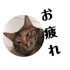 [LINEスタンプ] まるっと！猫かわスタンプ！お疲れナナP編