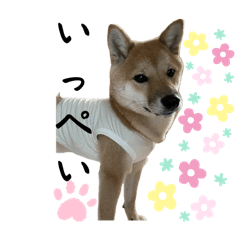 [LINEスタンプ] 豆柴いっぺいちゃん②