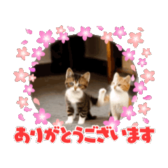 [LINEスタンプ] 可愛い子猫の日常-2