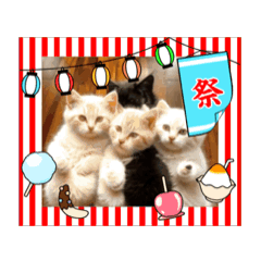 [LINEスタンプ] 可愛い子猫の日常-1