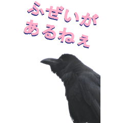 [LINEスタンプ] 江戸っ子なカラス2-2ーBIG