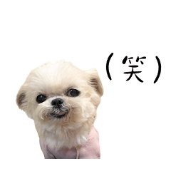 [LINEスタンプ] 毎日にもっとわんこを