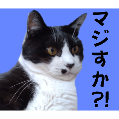 [LINEスタンプ] ガブリエルその34