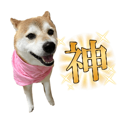 [LINEスタンプ] 柴犬花ちゃん、巻き巻きしてます