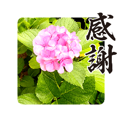 [LINEスタンプ] お花編1