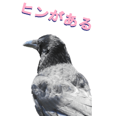 [LINEスタンプ] ほめるカラス2