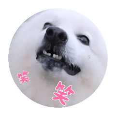 [LINEスタンプ] 毎日使えるブサカワハクちゃん。