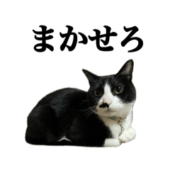 [LINEスタンプ] うちのハチワレ猫シリーズ