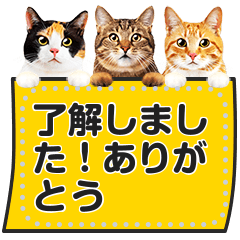 [LINEスタンプ] リアルな猫のメッセージ❤スタンプセット