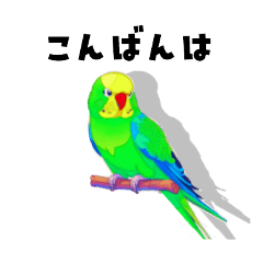 [LINEスタンプ] 優しく伝わる日常会話 インコ カラフル