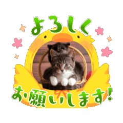 [LINEスタンプ] 可愛い子猫の日常-3