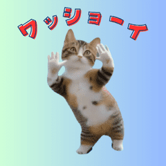 [LINEスタンプ] 動く！踊る猫ミーム！(パート19)の画像（メイン）