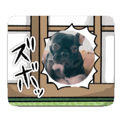 [LINEスタンプ] 犬神家の日常