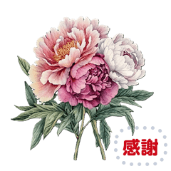 [LINEスタンプ] 華やかな芍薬- 毎日のメッセージを彩ろう！の画像（メイン）