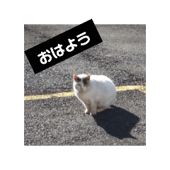 [LINEスタンプ] ノラネコ集会