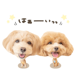 [LINEスタンプ] ラテちゃん♡チャイくんdeformation