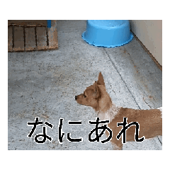 [LINEスタンプ] ベルスタンプ動