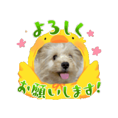 [LINEスタンプ] 動く！チワマルのもぐ