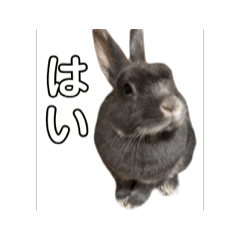 [LINEスタンプ] らびらびうさぎむーゔ