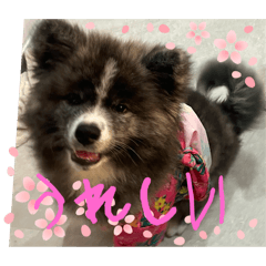 [LINEスタンプ] 秋田犬ブラザーズ