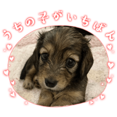 [LINEスタンプ] かわいいダックスフンドの子犬