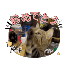 [LINEスタンプ] リンク、ざらめ、ジェネ太