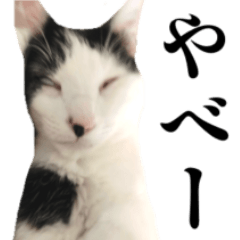 [LINEスタンプ] エブリデイねこ太
