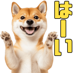 [LINEスタンプ] リアル柴犬ミーム