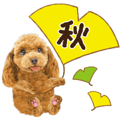 [LINEスタンプ] かわいい犬たち❤️よく使う秋❤︎プードル