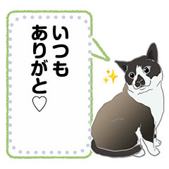 [LINEスタンプ] チョコ色猫のメッセージスタンプ