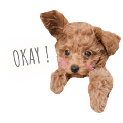 [LINEスタンプ] トイプードルわんズ