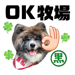 [LINEスタンプ] 秋田犬 黒松